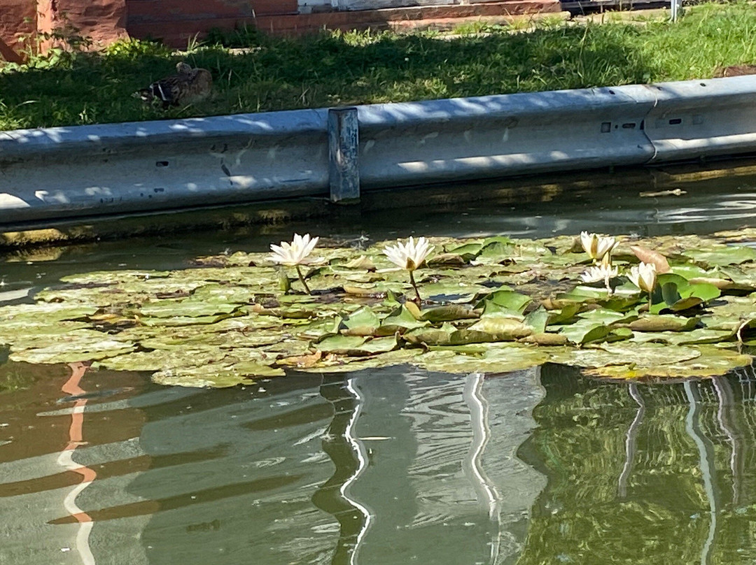 Marais de l'Audomarois景点图片