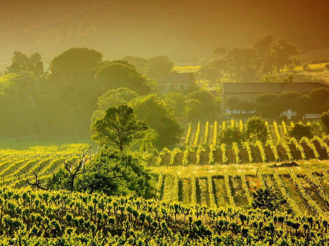 Château Ollieux Romanis景点图片