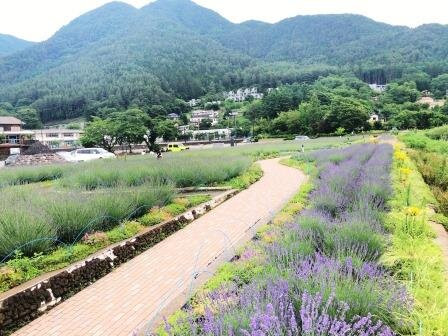 Kawaguchiko Natural Loving Centre景点图片