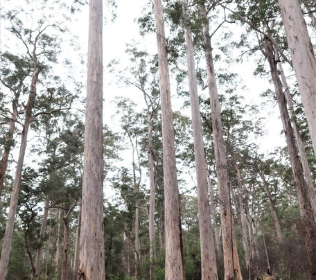 Four Aces-Manjimup必去景点