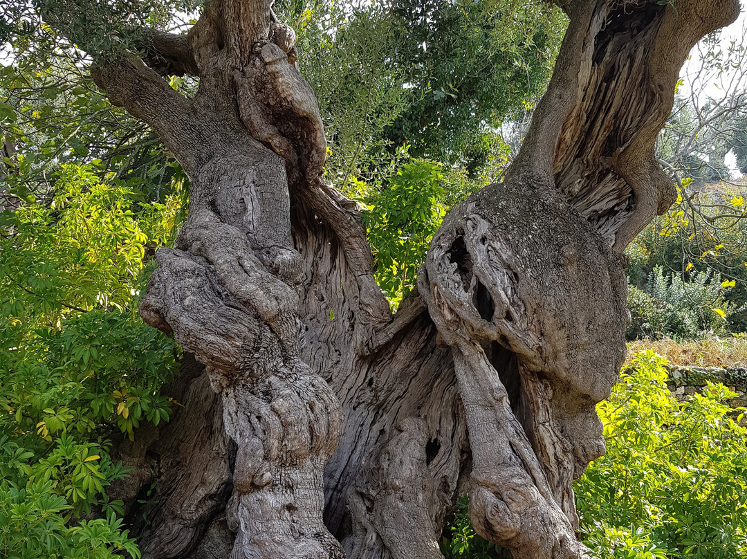 Giardino Botanico Lama degli Ulivi-莫诺波利必去景点