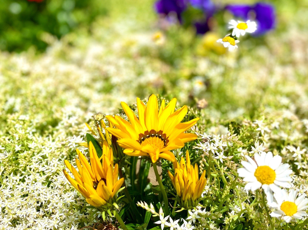 Musashi Kokubunji Park-国分寺市必去景点
