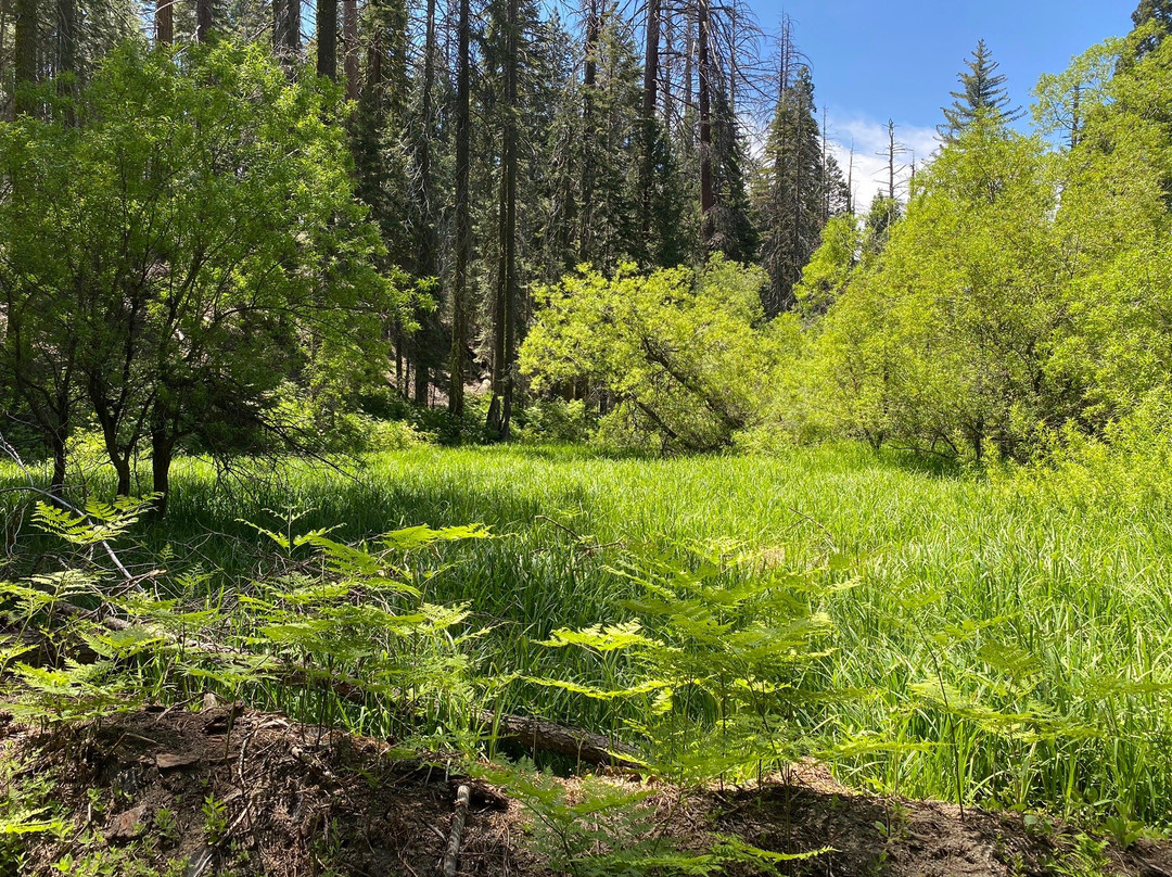 North Grove Loop Trail-红杉&国王峡谷国家公园必去景点