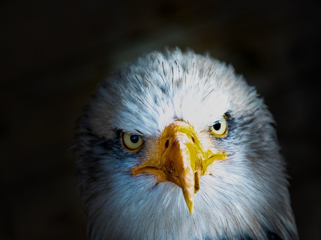 Birds of Prey Centre-Wilstead必去景点