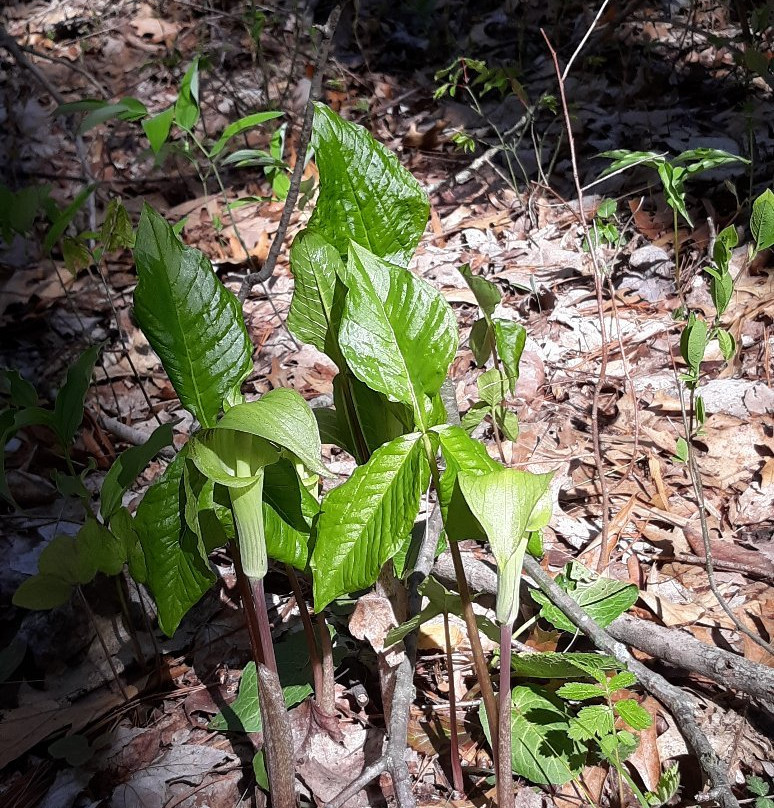 Brincka Cross Gardens-密歇根城必去景点