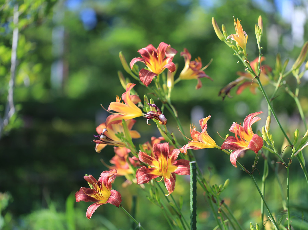 Rinsho-ji Temple-阿贺野市必去景点