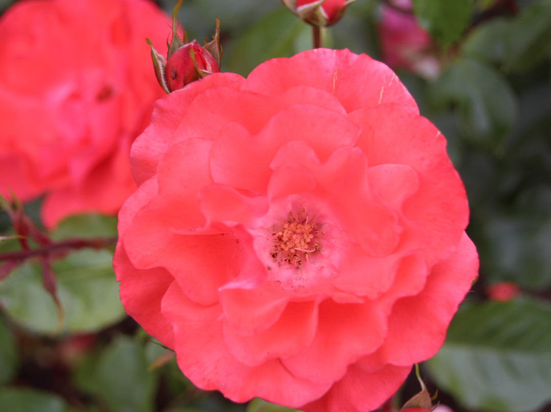 Plaza de Armas-Coyhaique必去景点