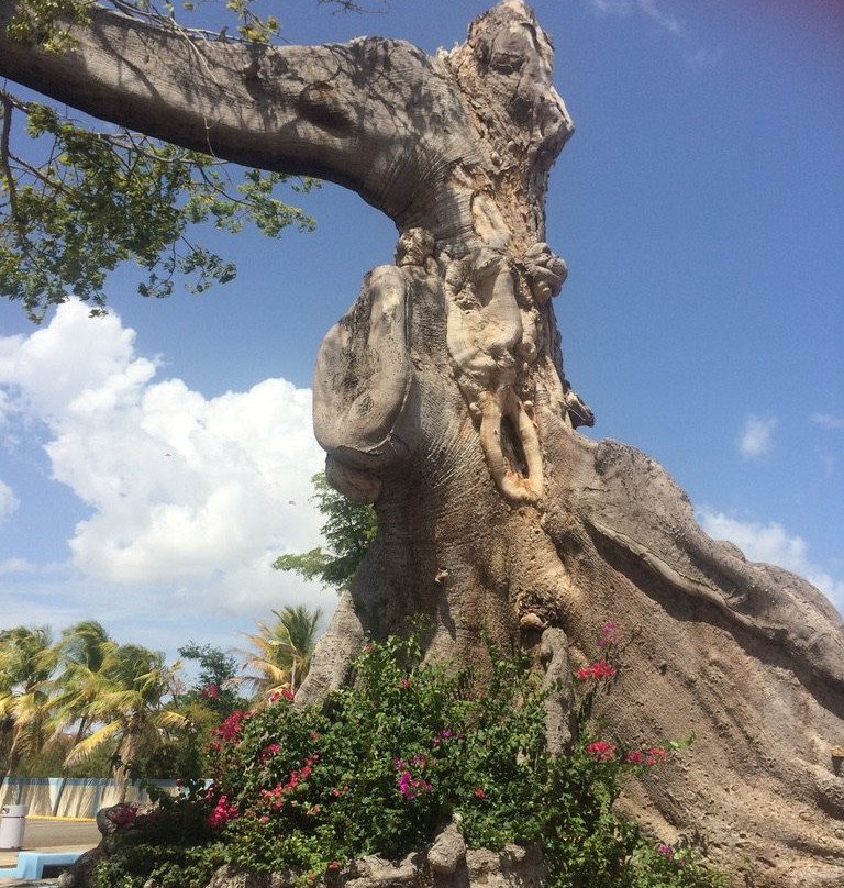 Parque de la Ceiba-庞塞必去景点