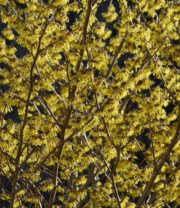 Nyhagens Tradgard-Lekvad必去景点