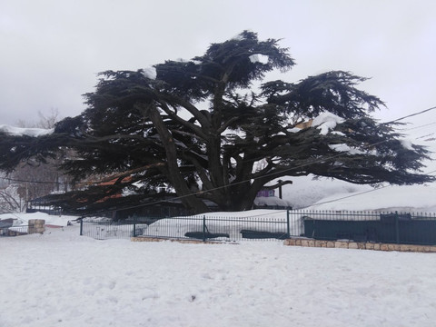 Beirut Online Taxi & Tours-贝鲁特必去景点