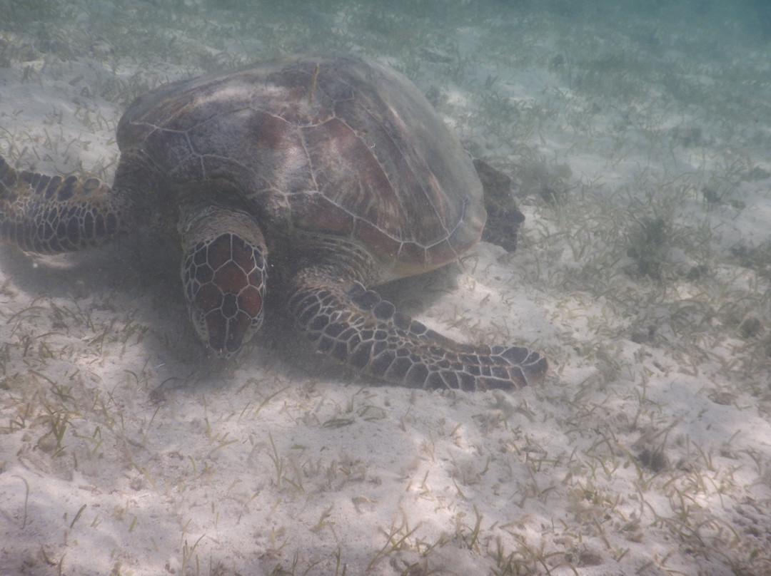 Signal Island-努美阿必去景点