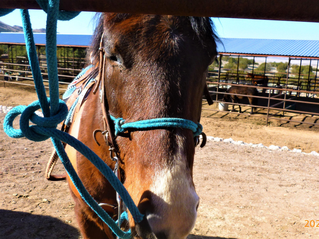 Concho Hills Guest Ranch-Magdalena必去景点