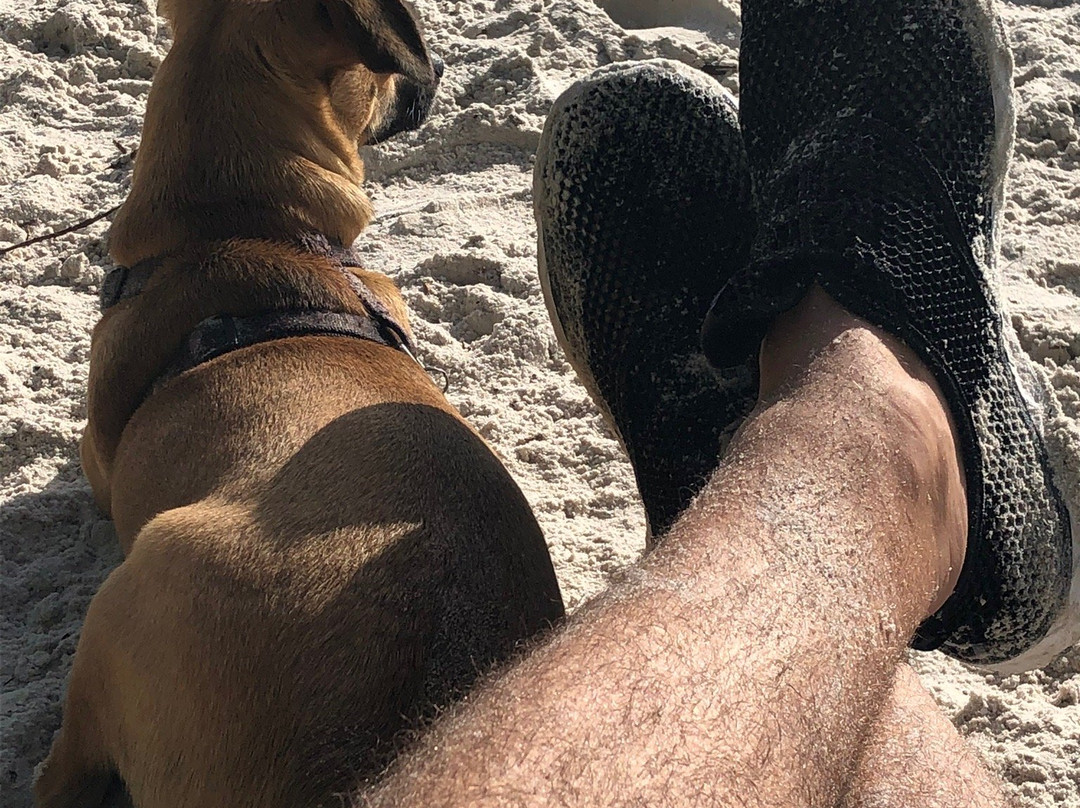 Dog Beach-迈尔斯堡海滩必去景点