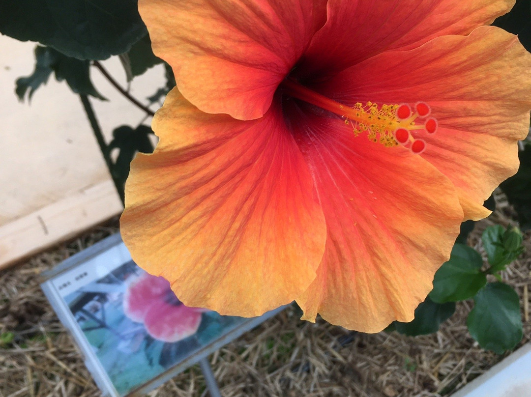 Iejima Hibiscus Garden-伊江村必去景点