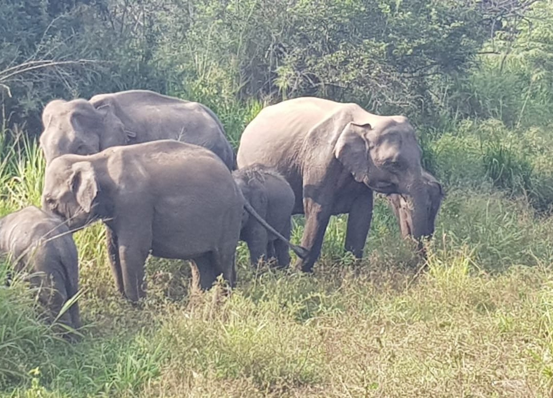 Minneriya Tusker Safaris景点图片