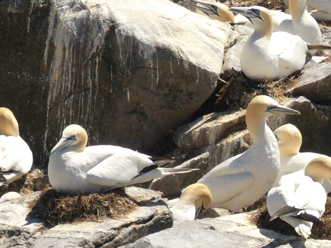 Cape St. Mary's Ecological Reserve景点图片