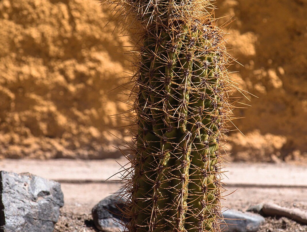 Posada Los Mudaderos主图