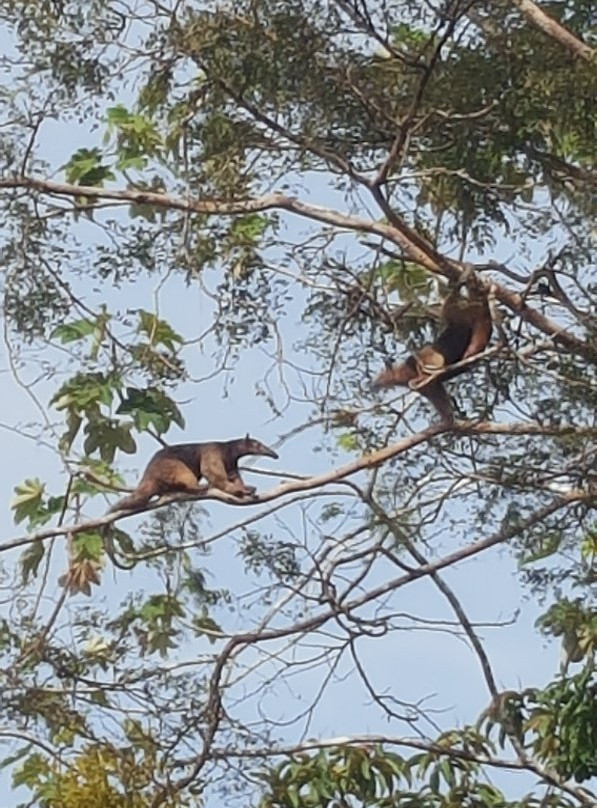 Samiria Expeditions-伊基托斯必去景点