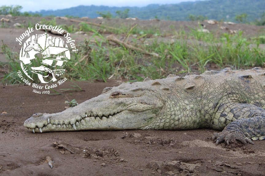 Jungle Crocodile Safari景点图片