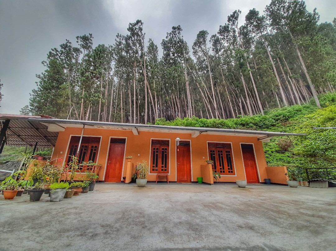 Pine Trees Homestay主图