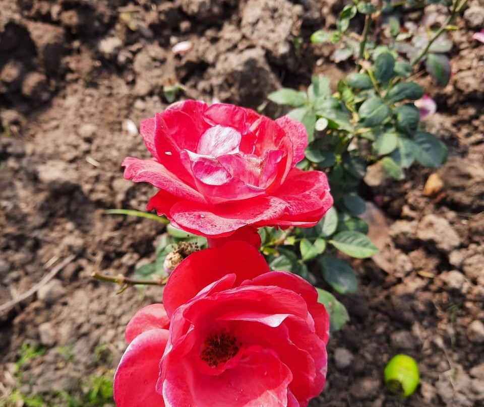 Chandigarh Rose Garden景点图片