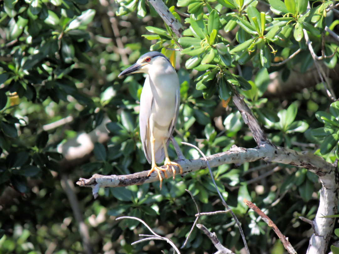 Jamaica Shore Expeditions-蒙特戈贝必去景点