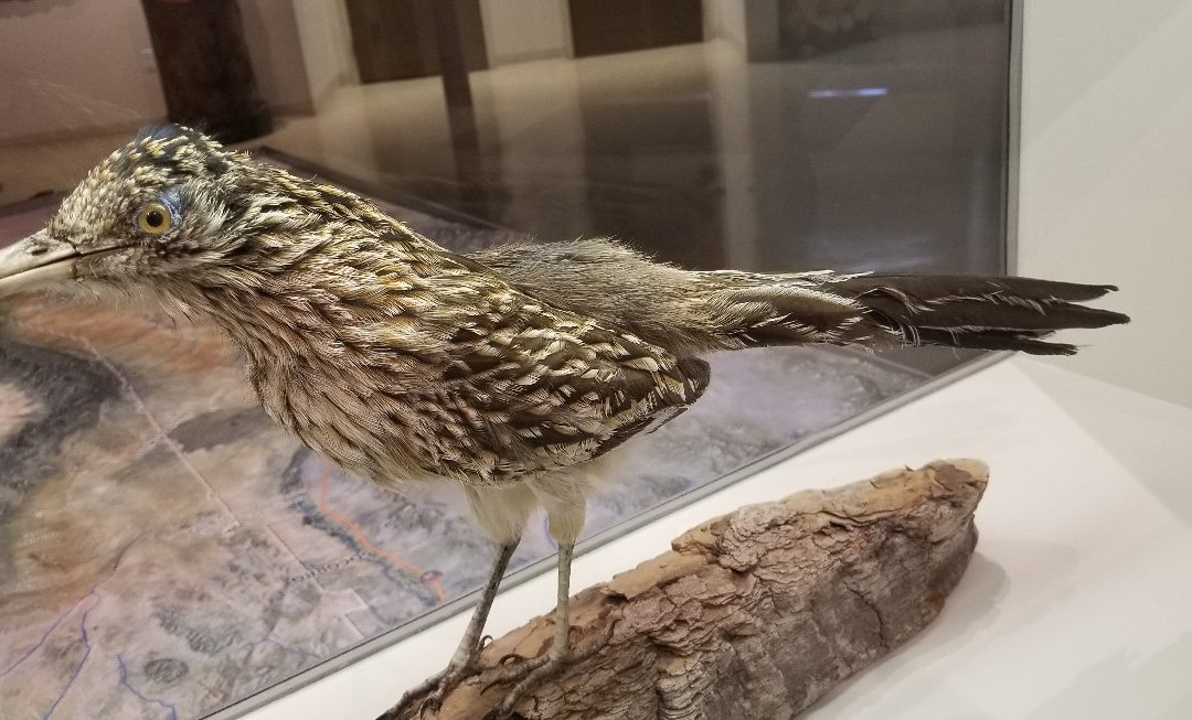 Museum of Nature & Science-拉斯克鲁塞斯必去景点