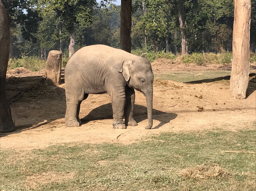 Chitwan Safari Camp & Lodge主图