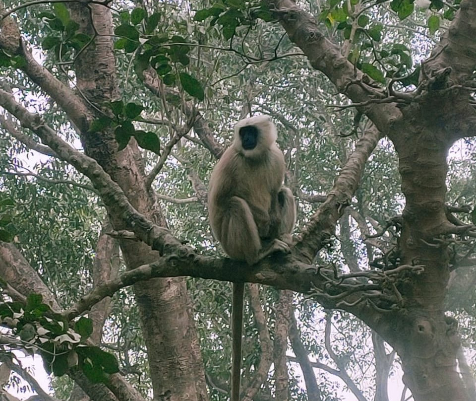 Dudhwa National Park景点图片