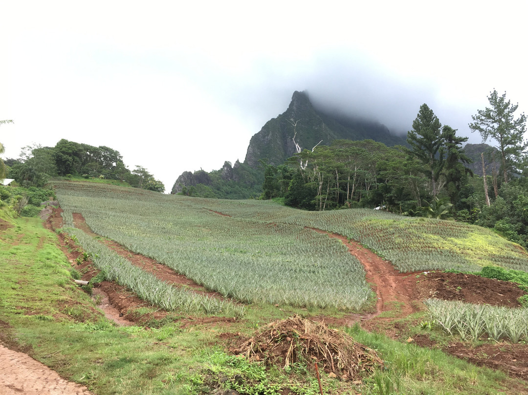 Route des Ananas-莫雷阿岛必去景点