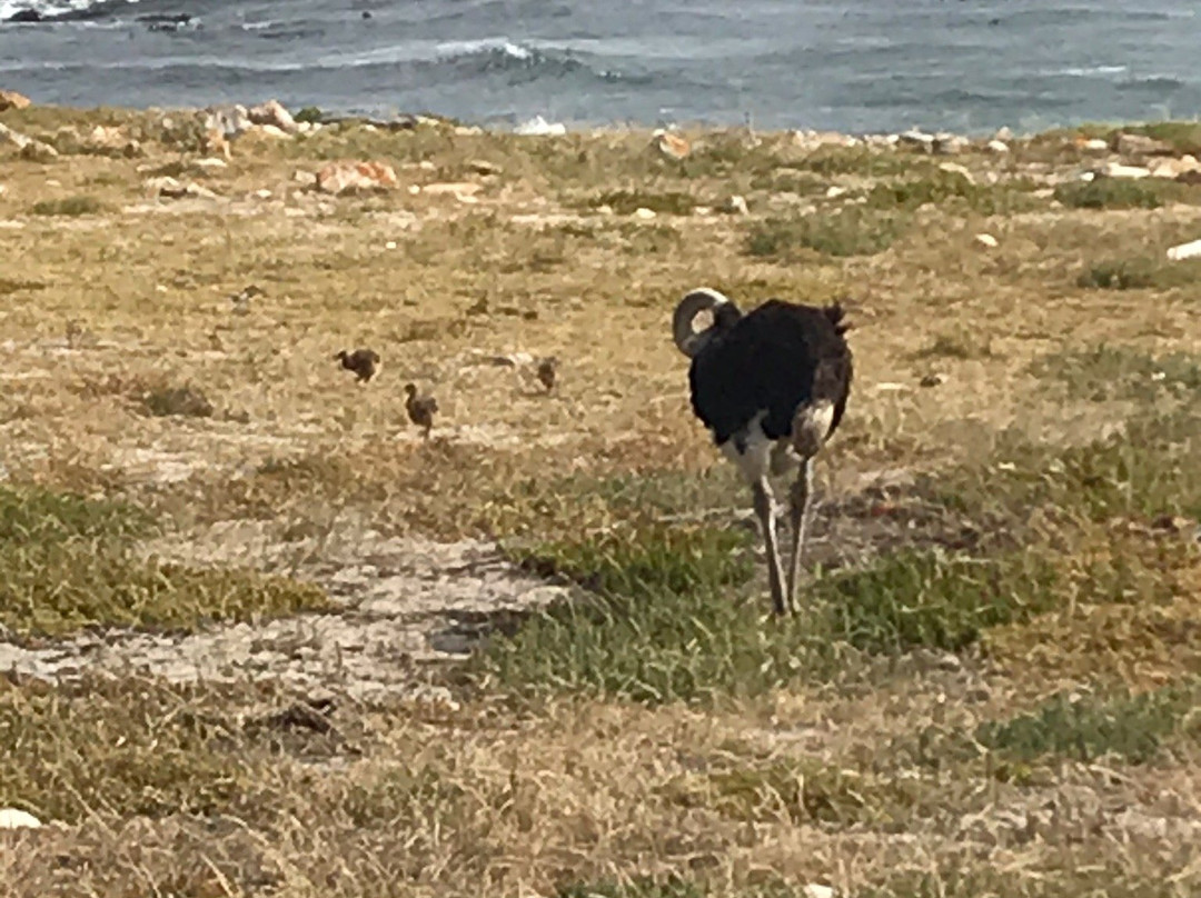 Olifantsbos Beach-Cape Point必去景点