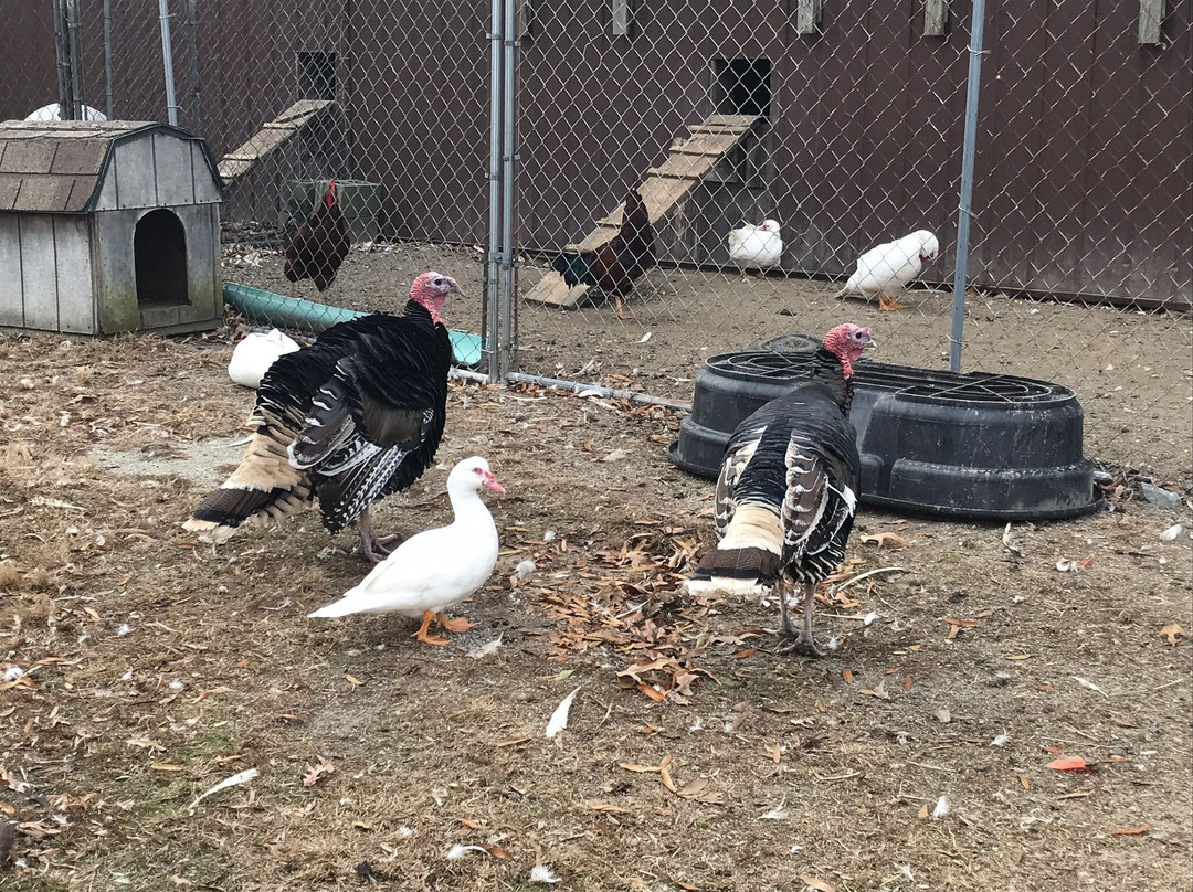 Hill Billy Hills Alpaca Farm-纽瓦克必去景点