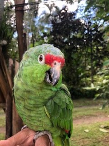 Souvenir Leo-福德圣卡洛斯必去景点