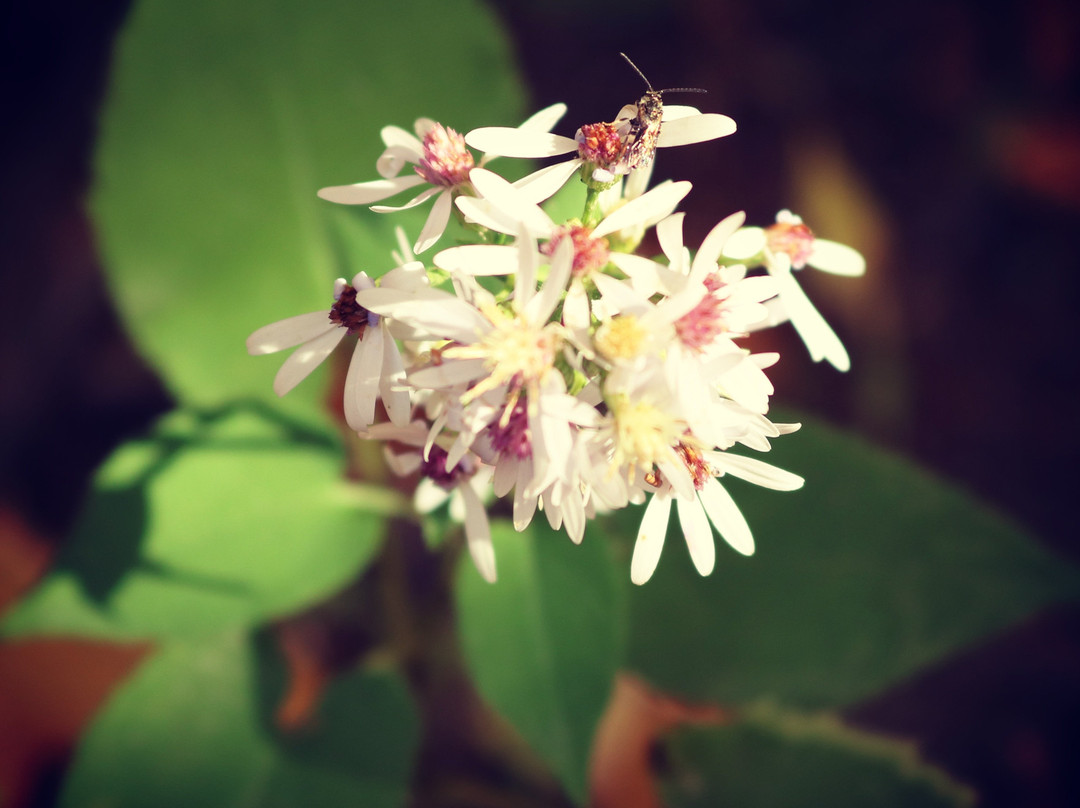 Decew Falls-圣凯瑟琳斯必去景点