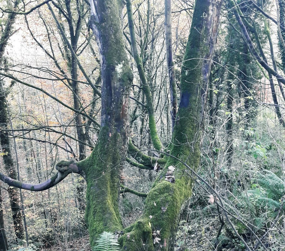 Moss Valley Country Park景点图片