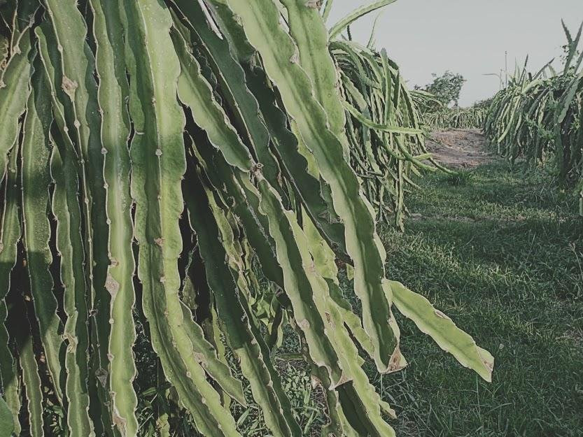 My Tam Travel-美奈必去景点