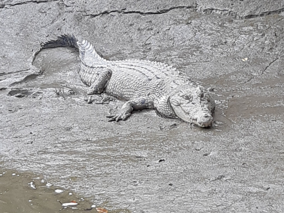 Whitsunday Crocodile Safari景点图片