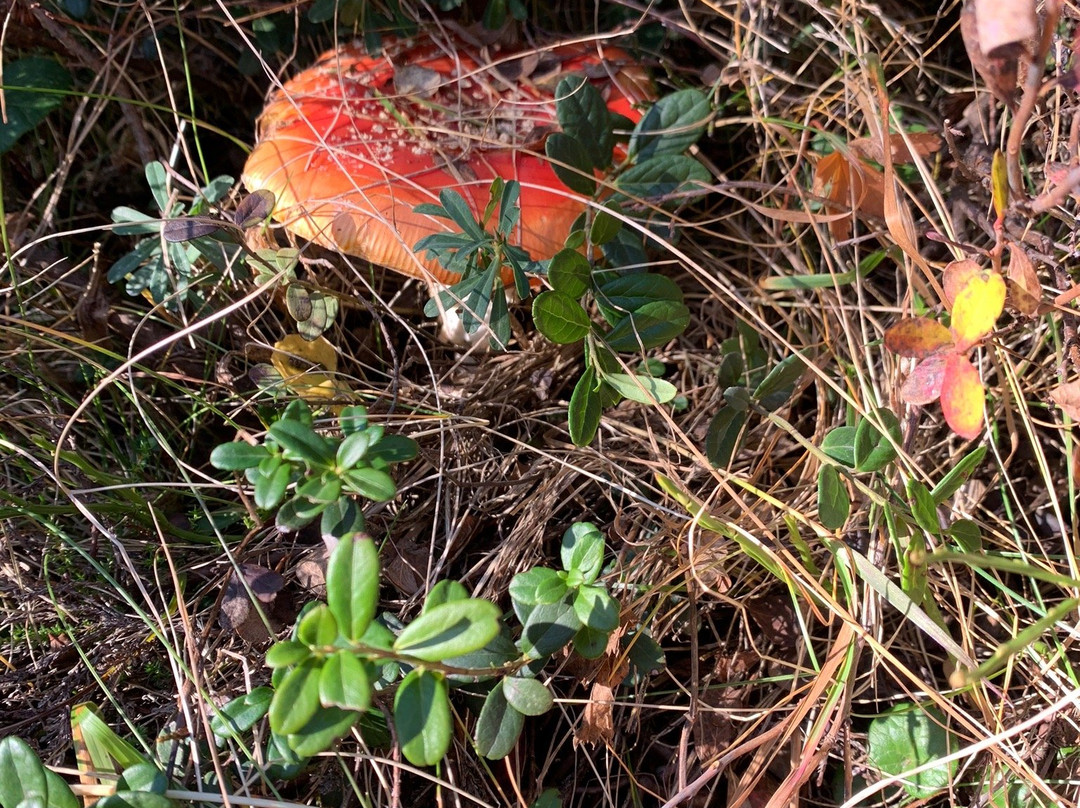 Alp Flix-Sur必去景点