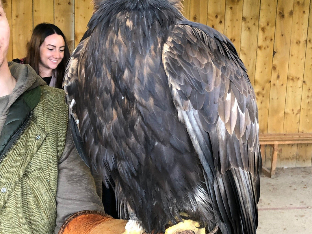 Falconry Experiences-德比必去景点