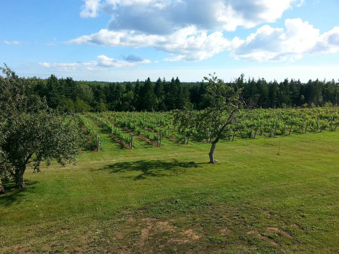 Newman Estate Winery景点图片