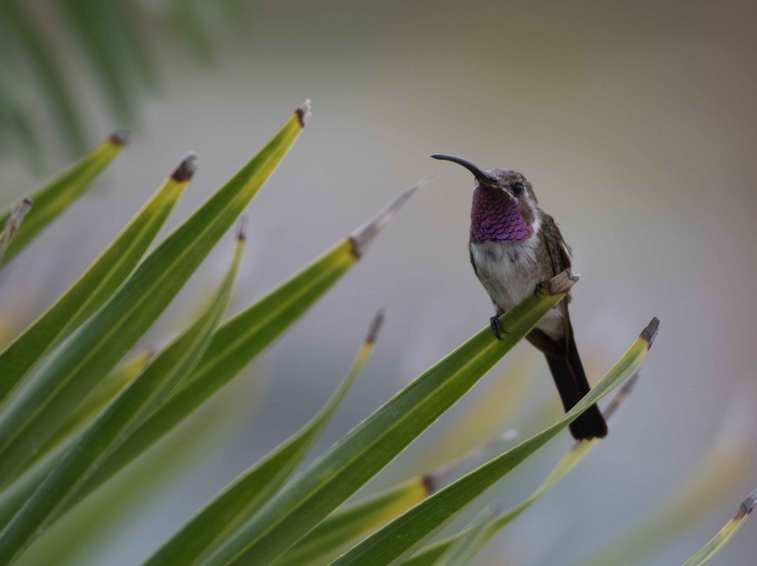 Birding with Steven-普拉亚德尔卡曼必去景点