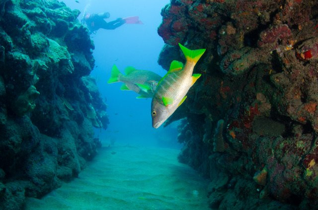 Saba National Marine Park-Fort Bay必去景点