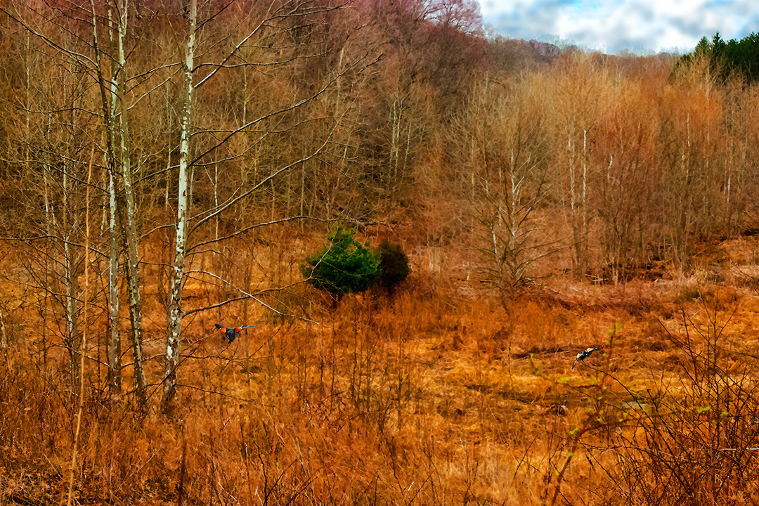 Morgan-Monroe State Forest