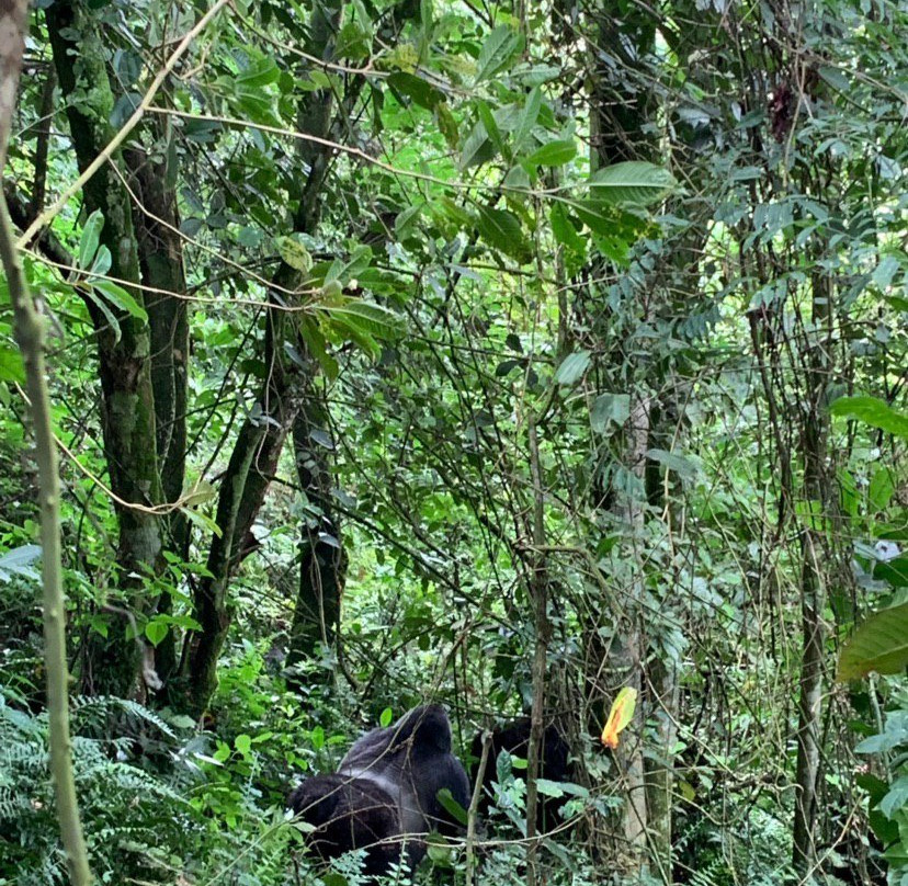 Bwindi Forest Lodge主图