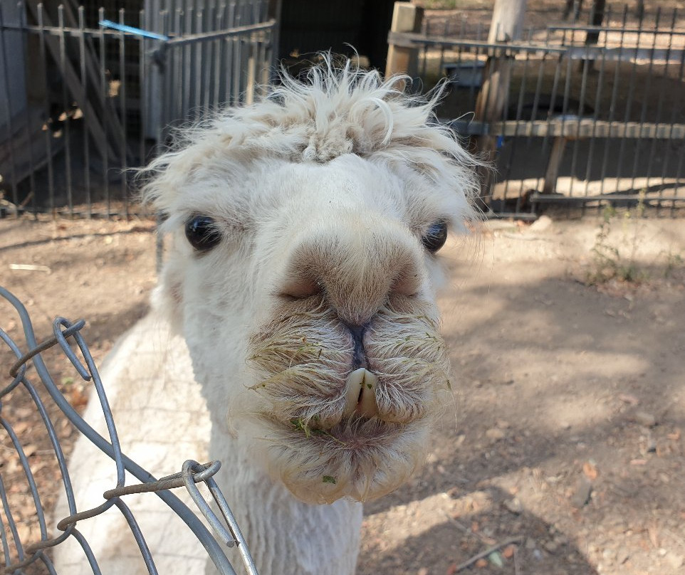 Honeybee Country Accommodation主图