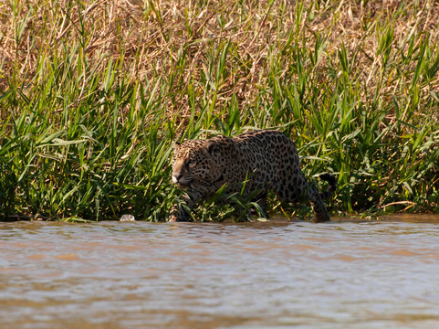 O Pantaneiro Tour-波科内必去景点
