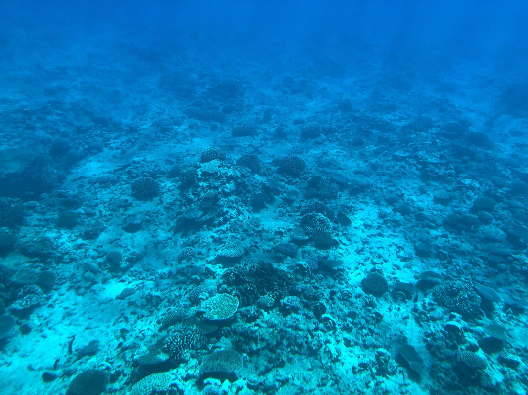 Raro Reef Sub景点图片