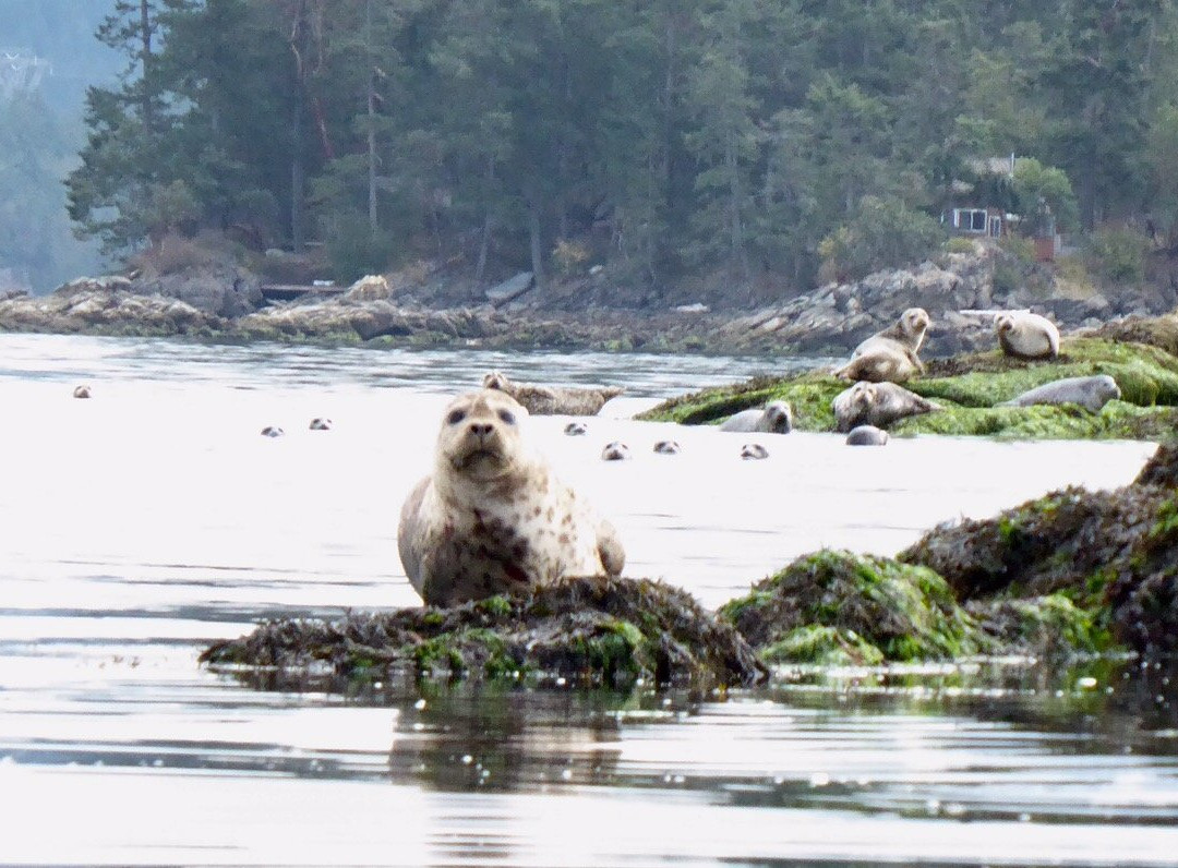 Gulf Island Kayaking景点图片