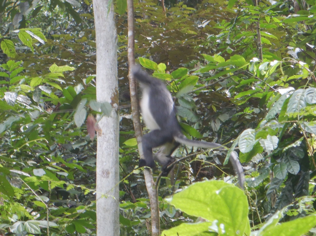 Jack Jungle Trip-Ketambe必去景点