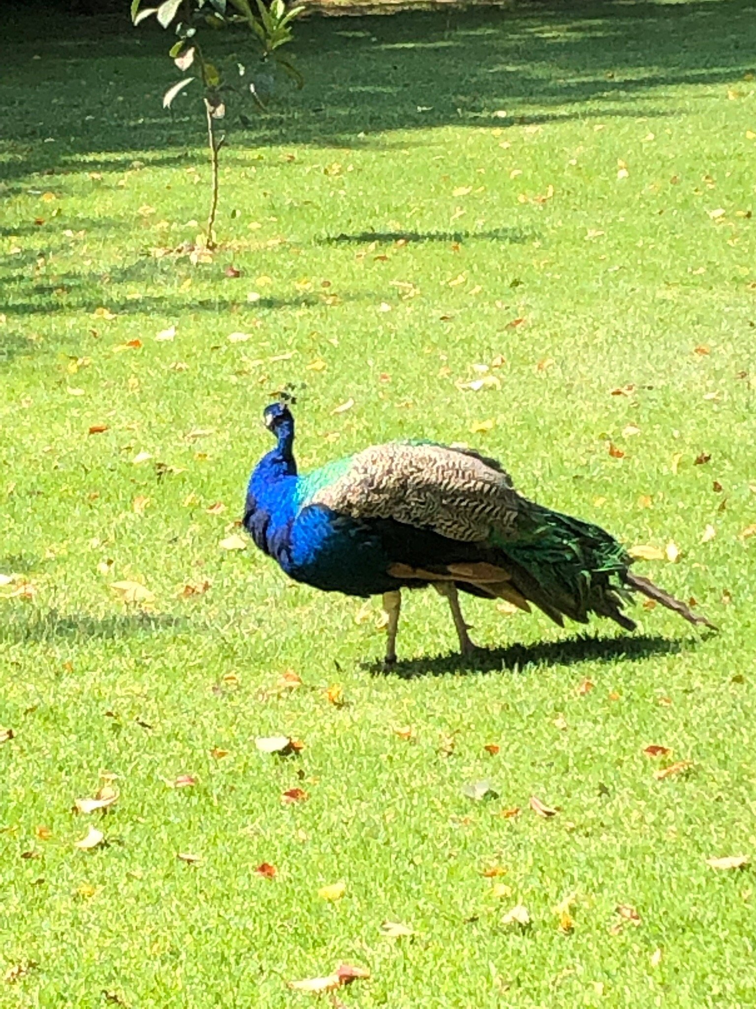 Hotel Finca Las Hortensias-官方